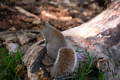 布朗布朗松鼠在树日志白天
